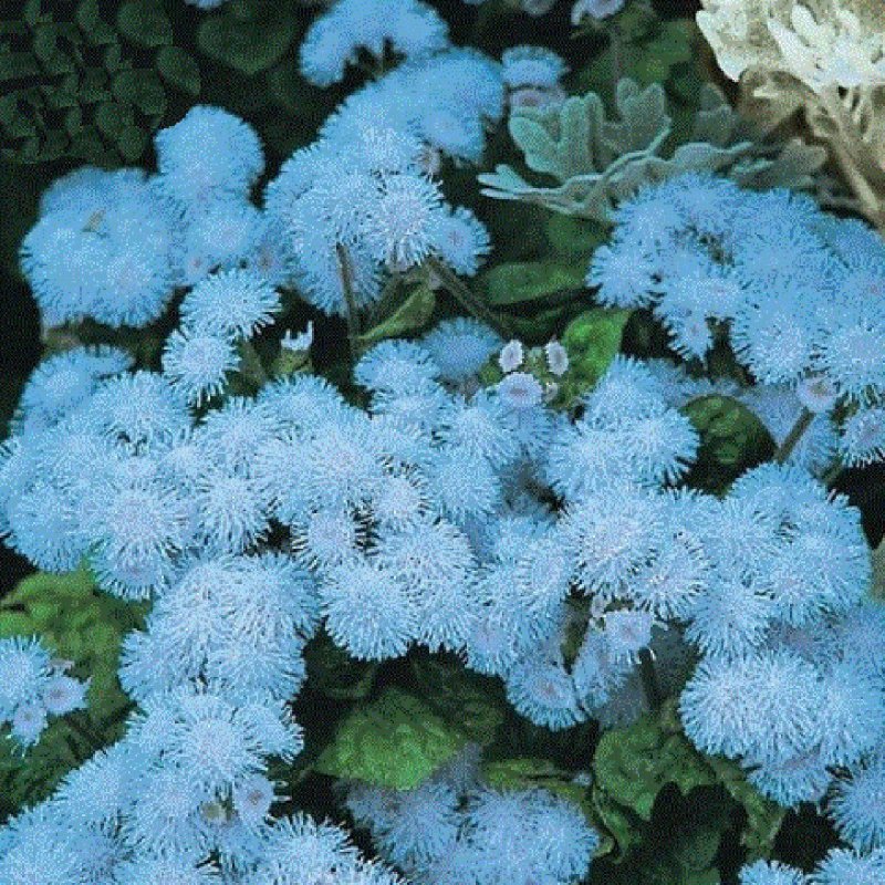 Агератум Хоустона (Ageratum houstonianum)