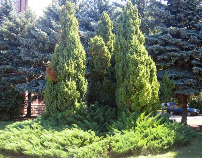 Тис туя можжевельник