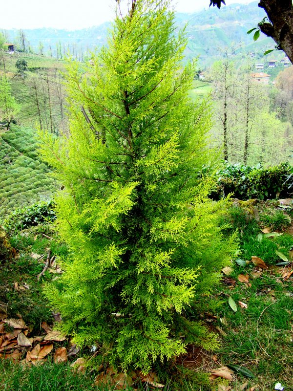 Кипарис Купрессус