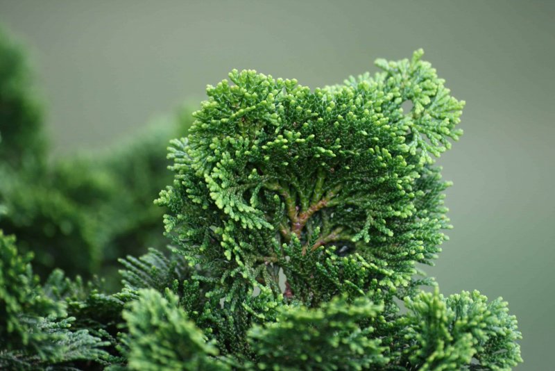 Chamaecyparis obtusa 'Marian'