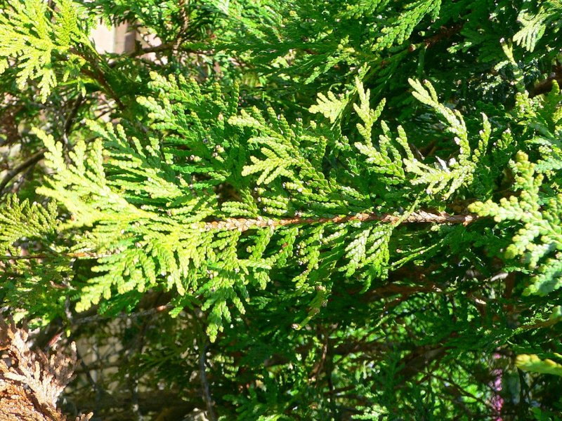 Ветвь Thuja occidentalis