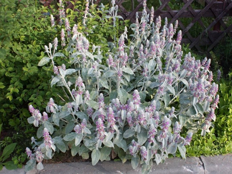 Чистец шерстистый (Stachys Lanata)