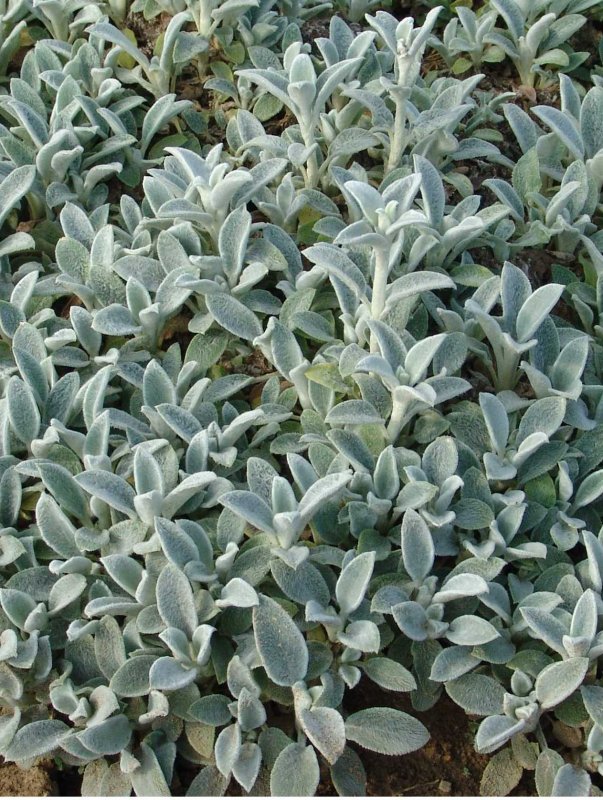 Стахис шерстистый Stachys byzantina