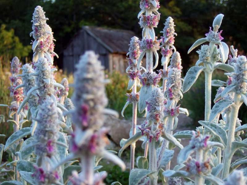 Стахис шерстистый (чистец) "Stachys Lanata"