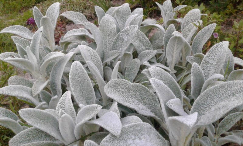 Стахис шерстистый Stachys byzantina