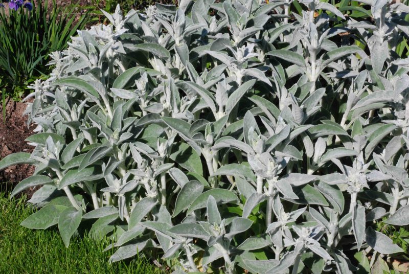 Стахис шерстистый 'Silver Carpet'