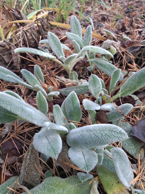 Стахис шерстистый Stachys byzantina