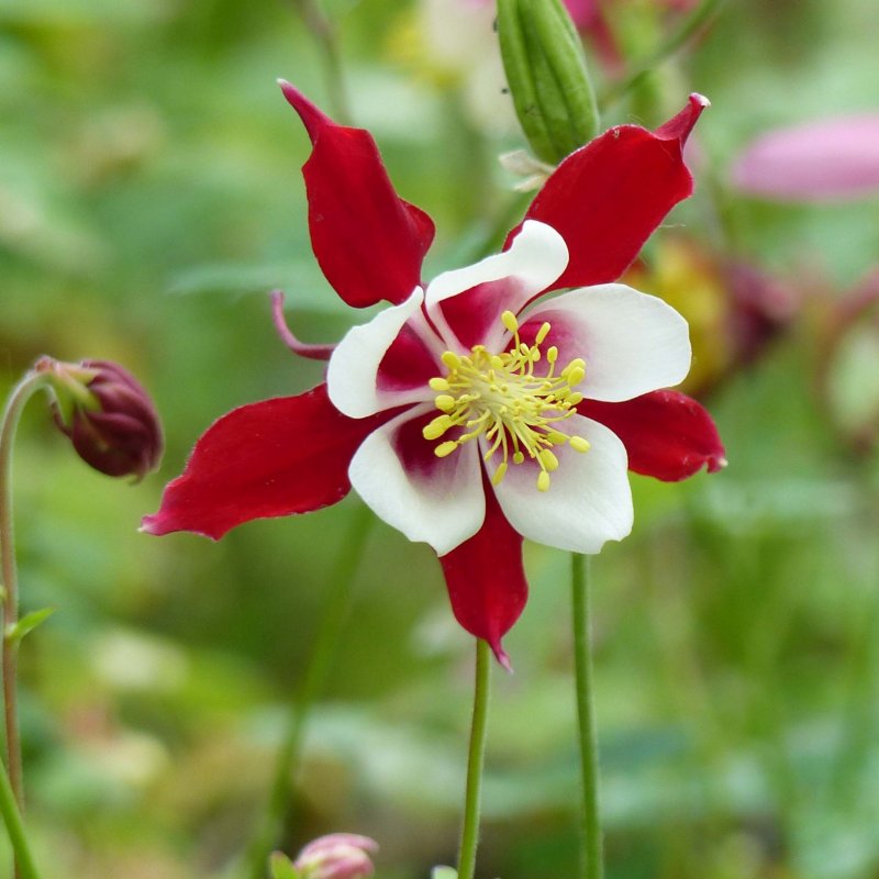 Aquilegia 'Crimson Star'
