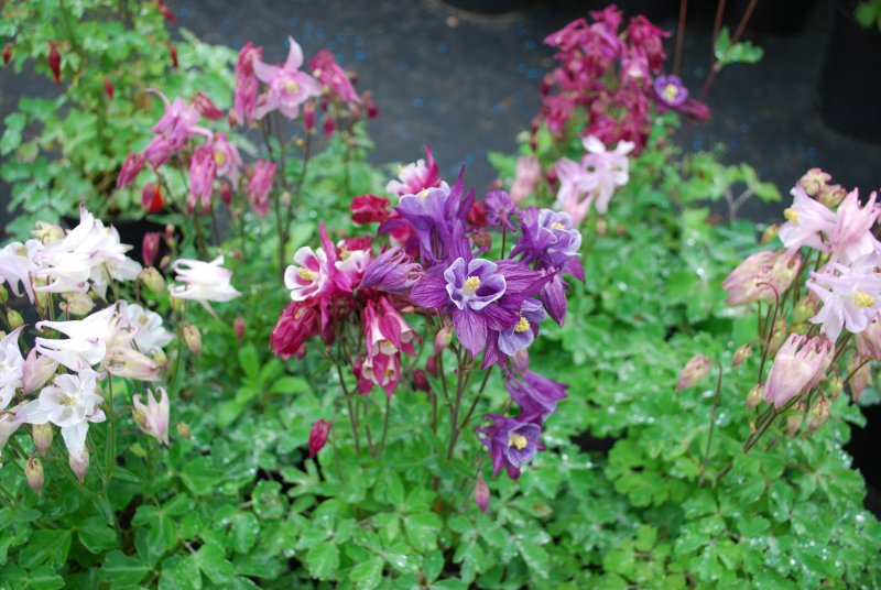 Aquilegia 'Crimson Star'