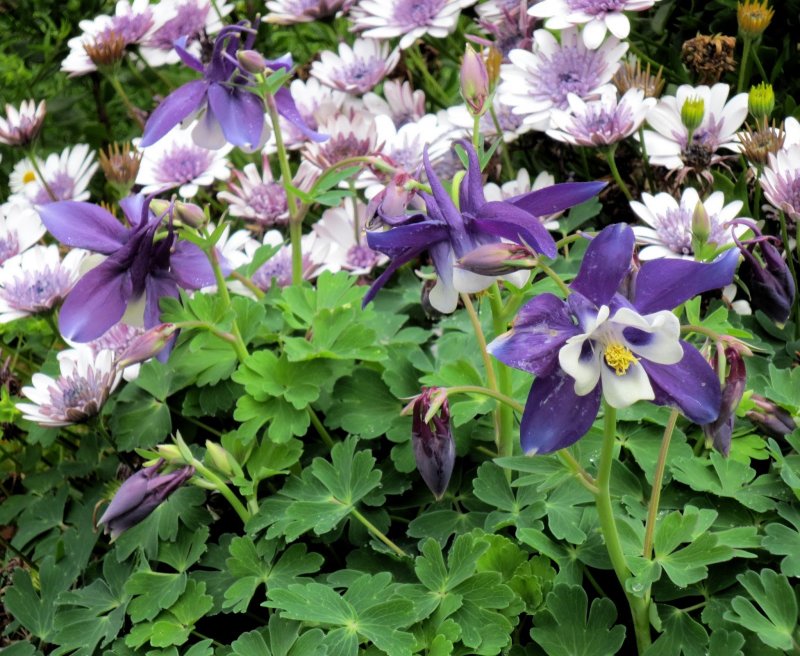 Aquilegia caerulea