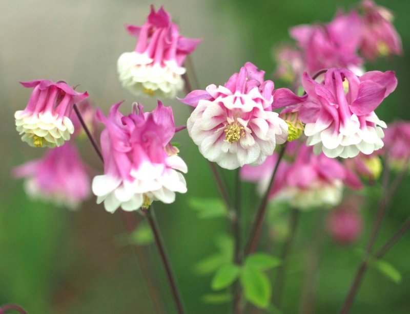 Аквилегия Pink