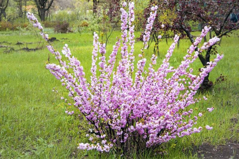 Prunus triloba миндаль