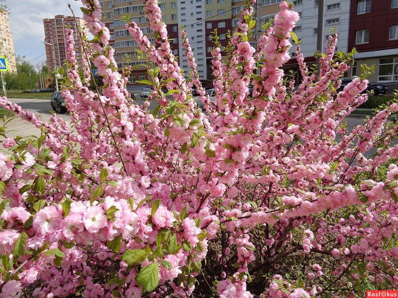 Миндаль трехлопастной (Луизиания)