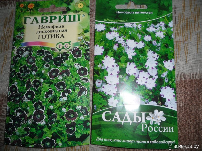 Немофила диско