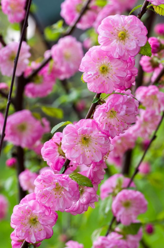 Миндаль трехлопастной Prunus triloba