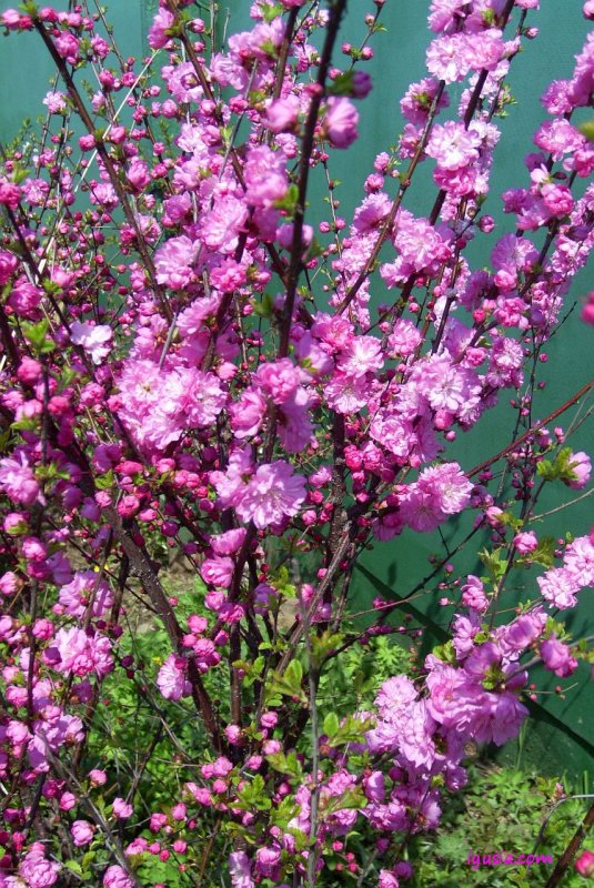 Миндаль трехлопастной Prunus triloba