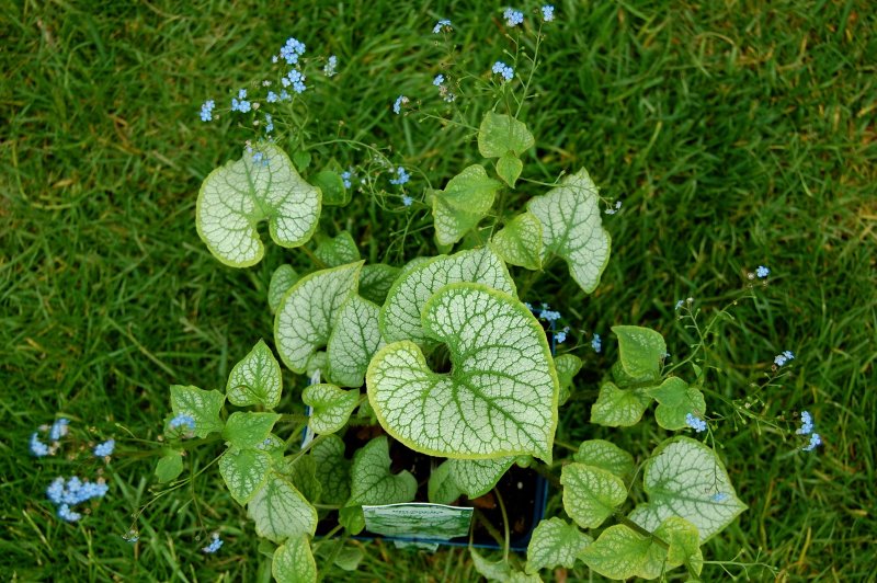 Бруннера Джек Гиант (Brunnera Jack the giant)