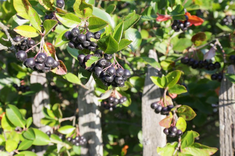Арония черноплодная Aronia melanocarpa почки