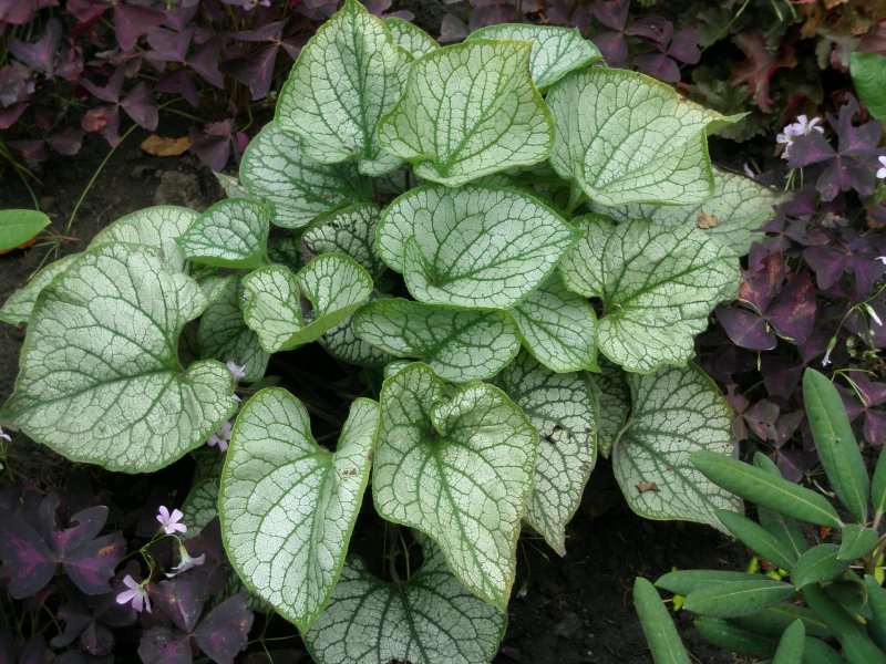 Men macrophylla