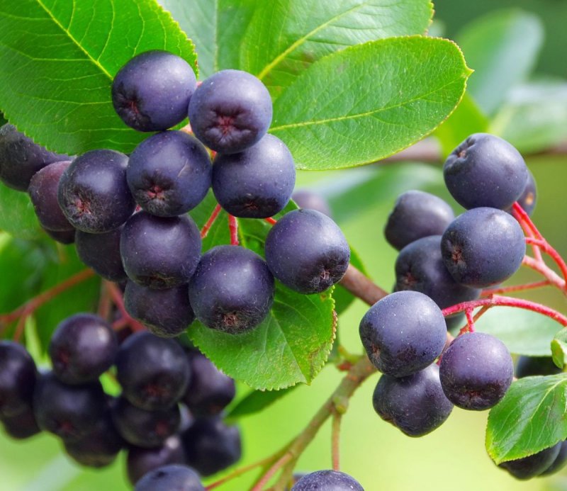 Рябина черноплодная (Aronia melanocarpa)