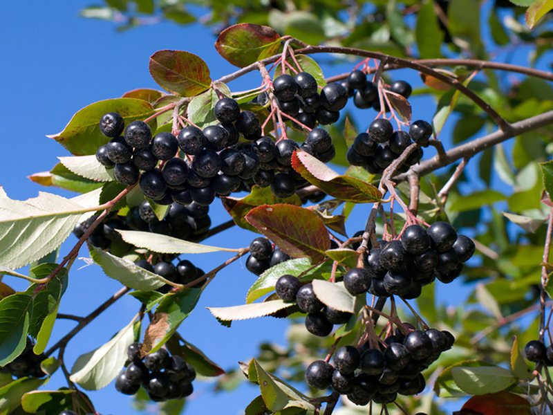 Aronia melanocarpa 'Hugin'