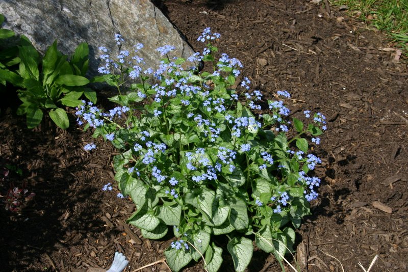 Brunnera macrophylla Sea Heart
