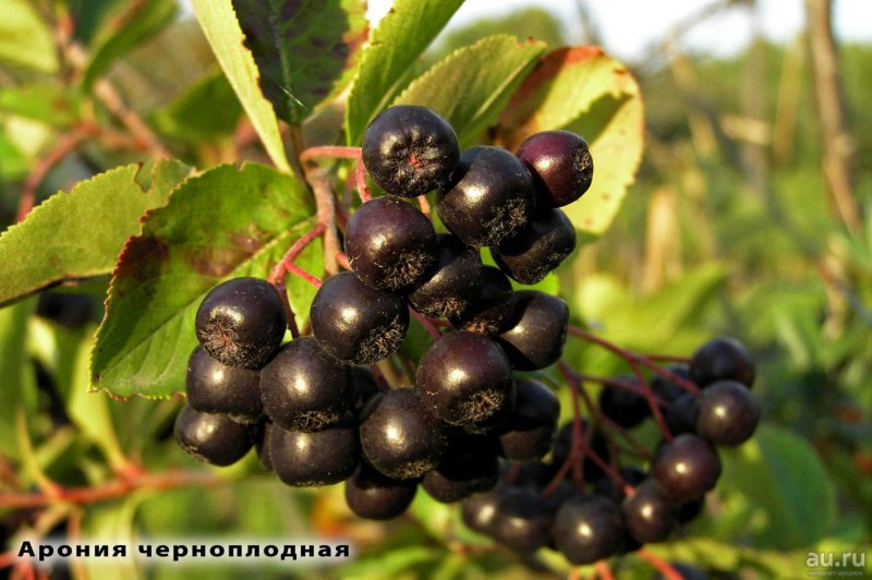 Арония черноплодная «Хугин»