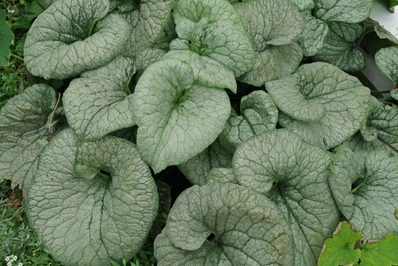 Бруннера macrophylla