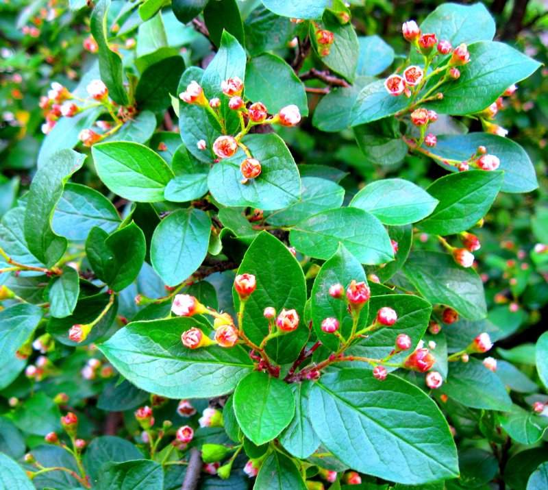 Aronia melanocarpa 'uconnam165