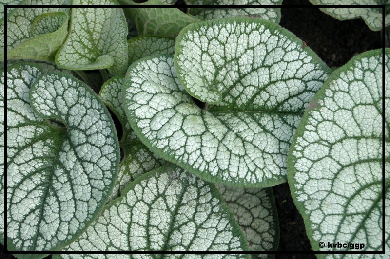 Brunnera macrophylla Jack Frost
