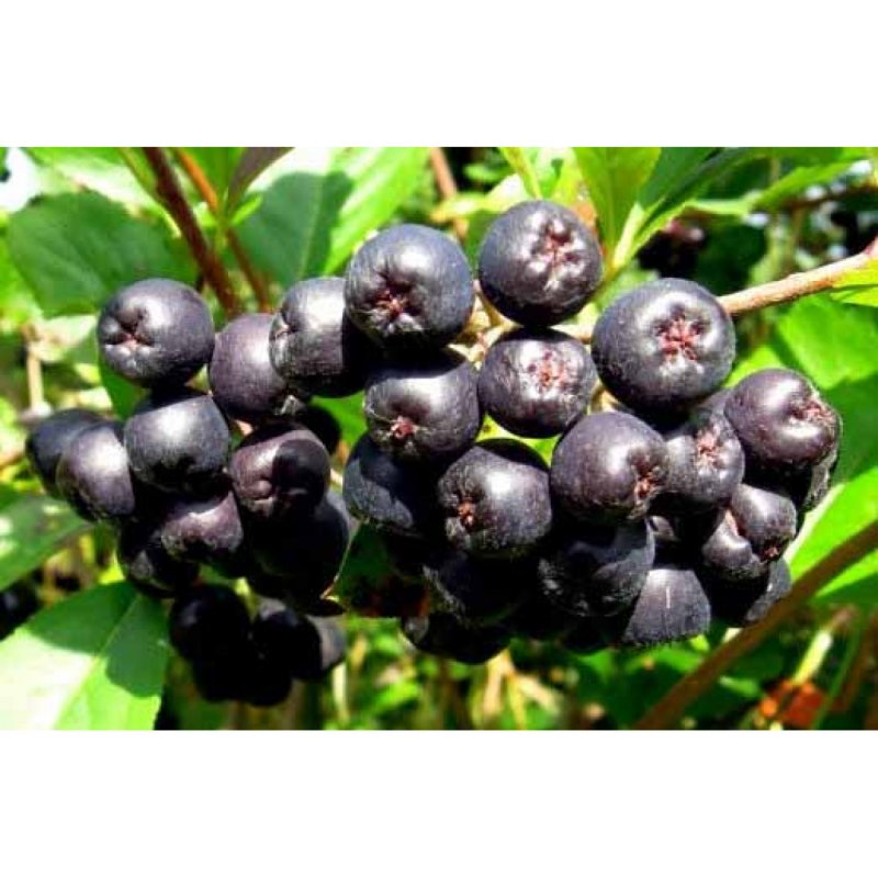 Aronia melanocarpa 'Hugin'