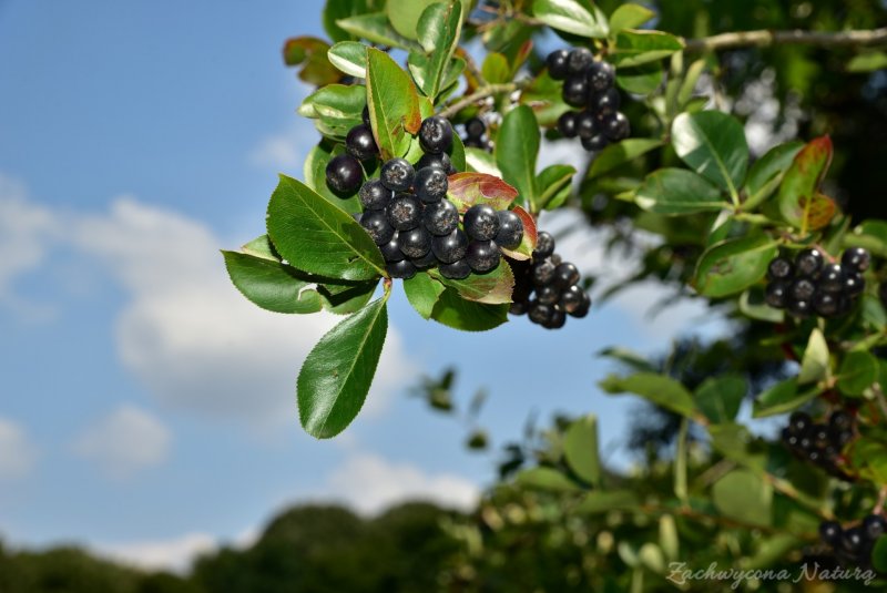 Aronia melanocarpa