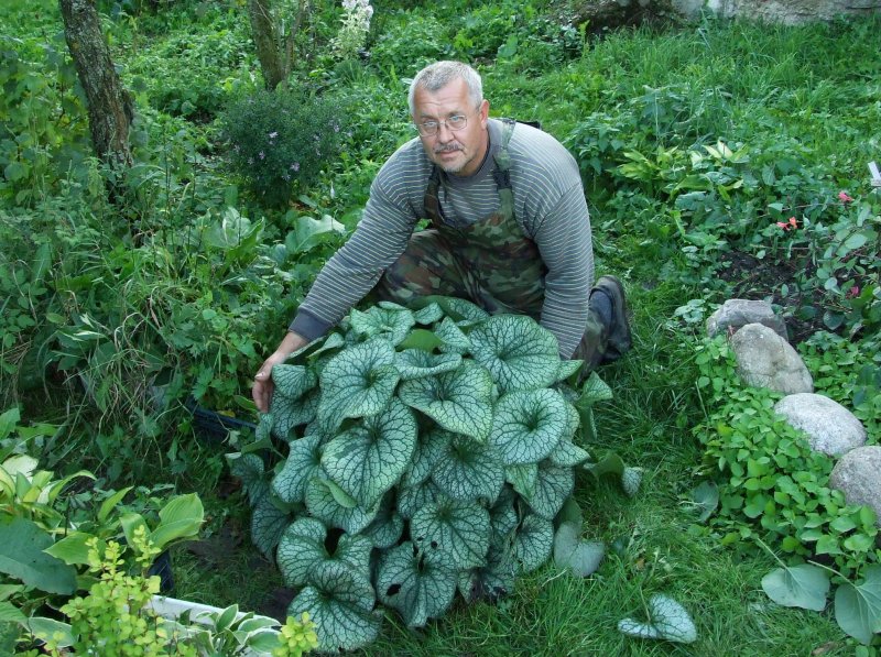 Брунера Александр Грейт