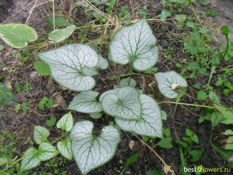 Бруннера Brunnera macrophylla Sea Heart