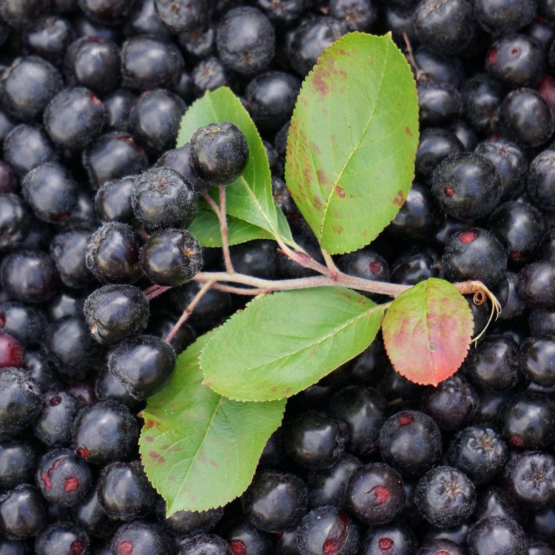 Amelanchier alnifolia 'Smoky' 2,5/i