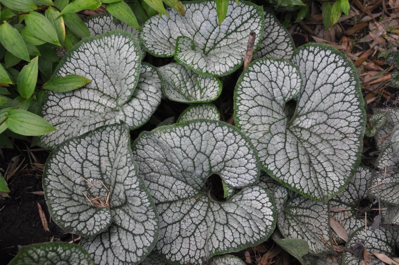 Бруннера крупнолистная (Brunnera macrophylla)