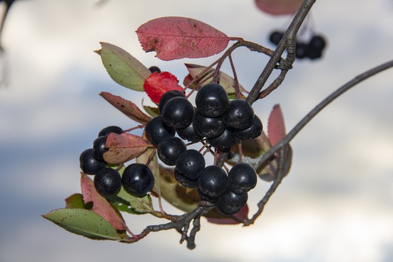 Aronia melanocarpa Мичурина рябина осенью