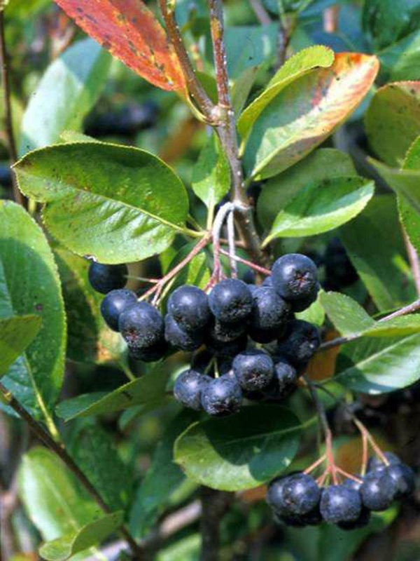 Арония Aronia melanocarpa
