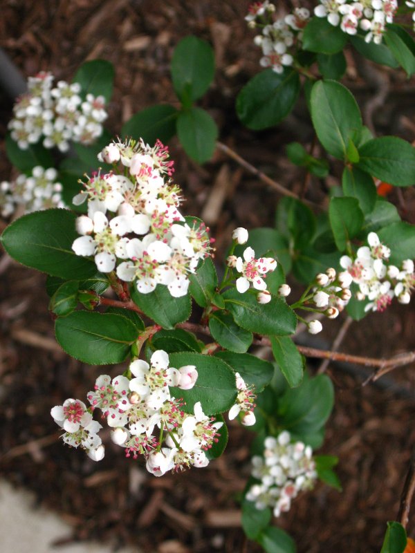 Aronia melanocarpa 'uconnam165' Revontuli Mound и Aronia melanocarpa 'uconnam166' Revontuli Hedger 3 l
