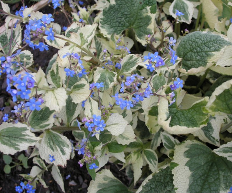 Brunnera Alchemy Pewter