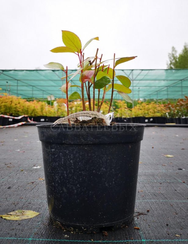 Aronia Plant Sapling