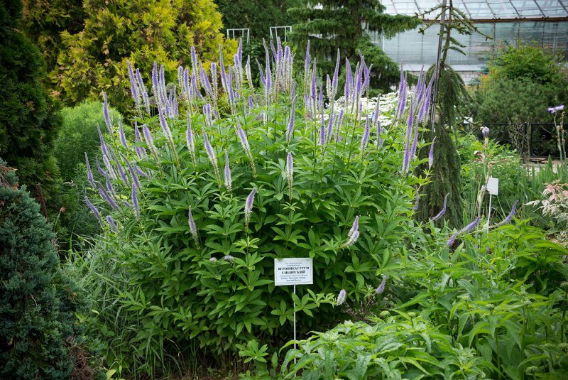 Veronicastrum virginicum Alba