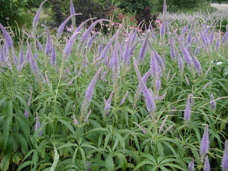 Вероникаструм виргинский (Veronicastrum virginicum)