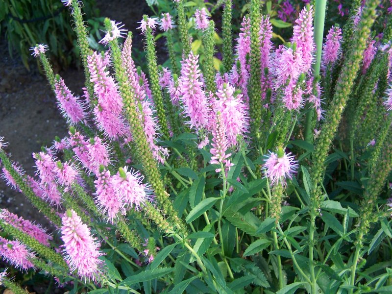 Вероникаструм виргинский "Pink Glow" (Veronicastrum virginicum)