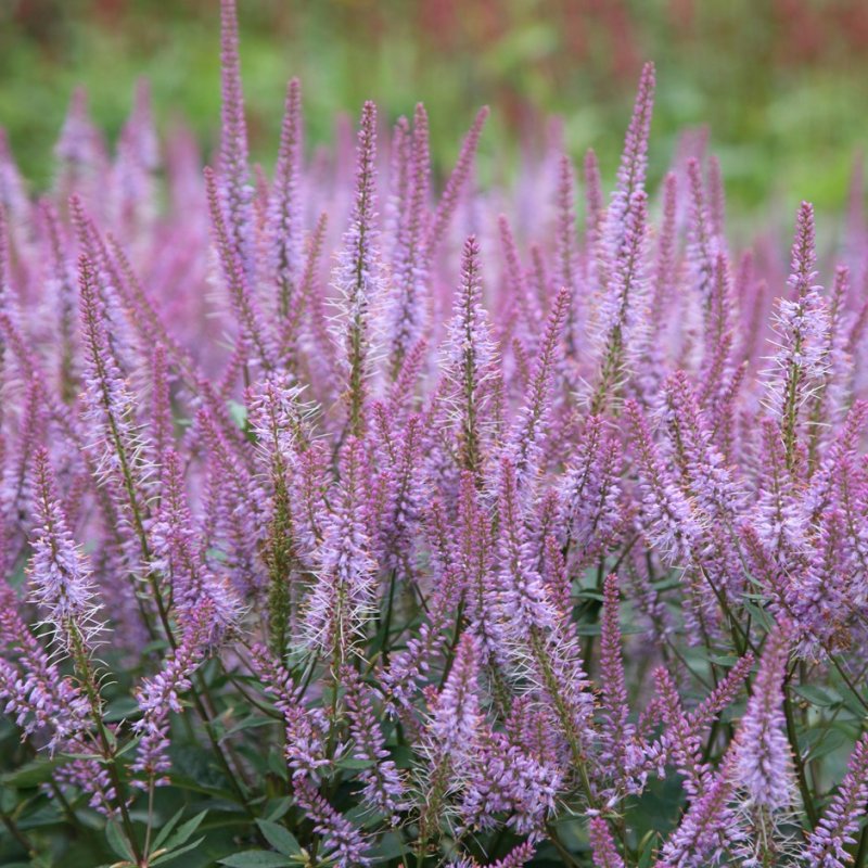 Вероникаструм виргинский (Veronicastrum virginicum)