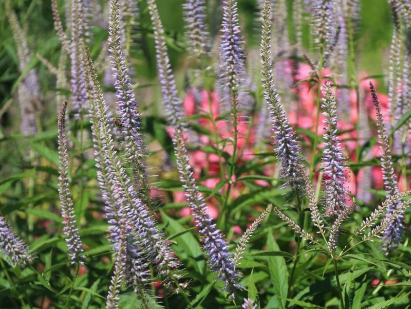 Вероникаструм Сибирский . . . . . С2. . . , Veronicastrum sibirica