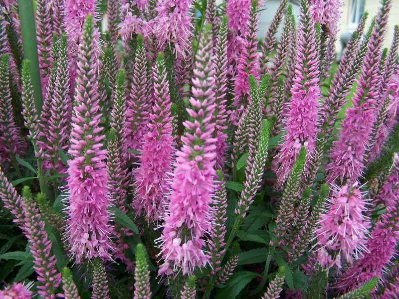 Вероникаструм (Veronicastrum `Pink Glow`)