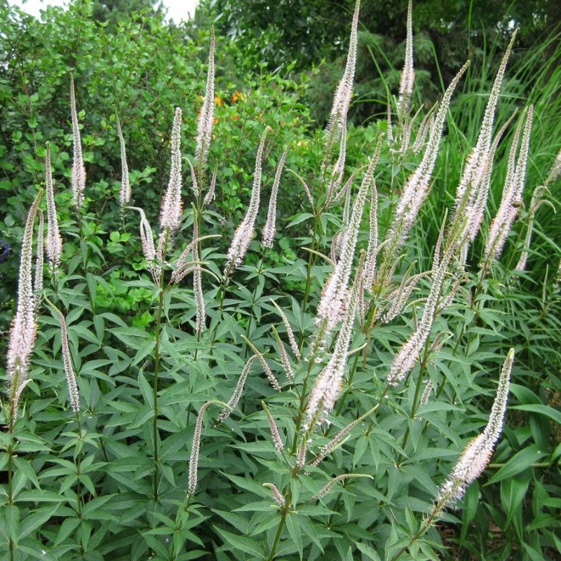 Вероникаструм виргинский (Veronicastrum virginicum)