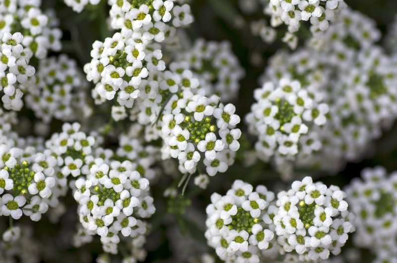 Лобулярия Приморская (Lobularia maritima)