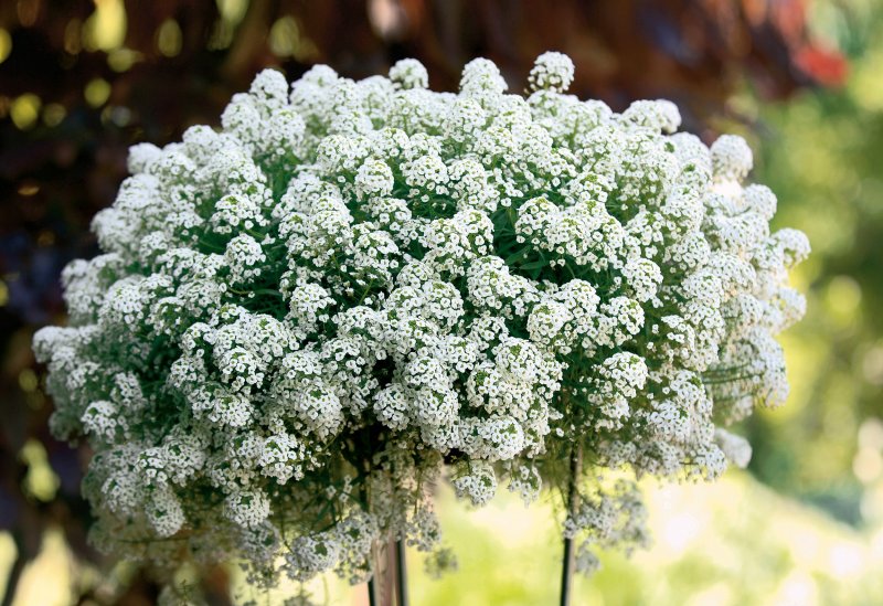 Лобулярия Primavera Princess